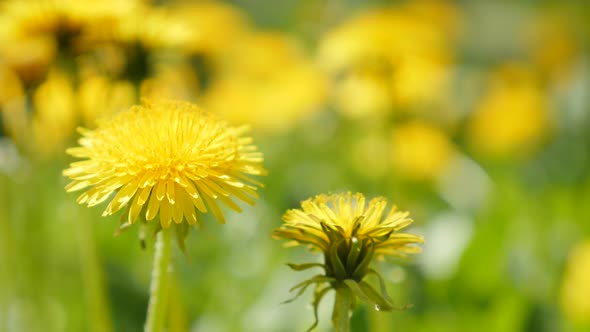 Dandelion flower head and green natural background  4K 2160p UltraHD video - Beautiful Taraxacum pla