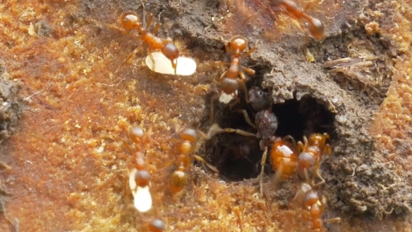 Life Of Ant Colony