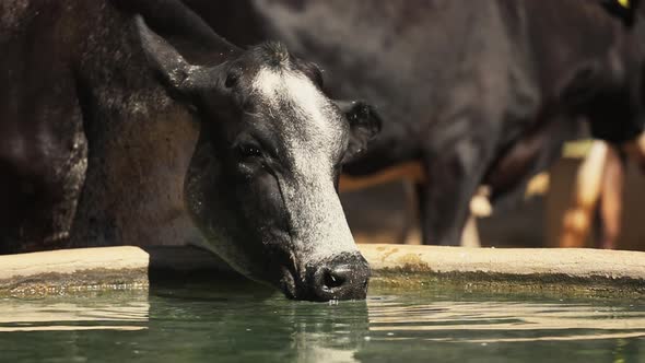 Thirsty Black Dairy Cow Drinks from Water Trough on a Hot Sunny Day, Slow Motion