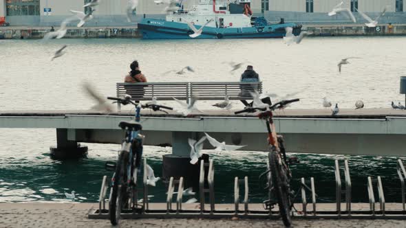 The Tourists Rest Surrounded By Seagulls in the Old Port of the City of Barcelona