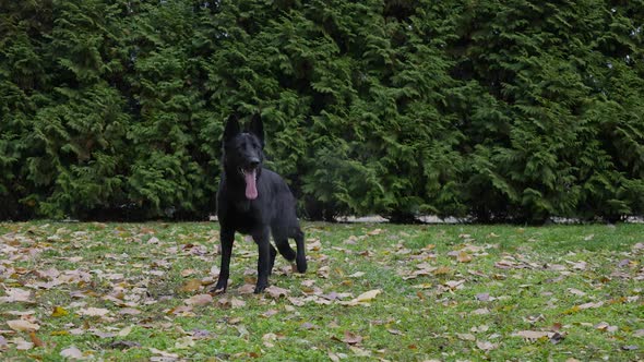 A Black German Shepherd Stands in Full Growth in an Autumn Park