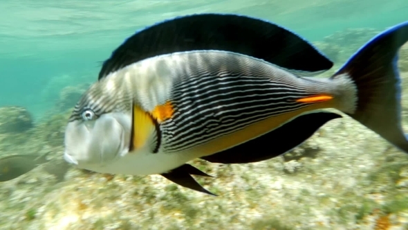 Sohal Surgeonfish On The Coral Reef
