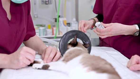 Veterinary Team Preparing Animal Surgery, Cat with Anesthesia Breathing Circuit Set.