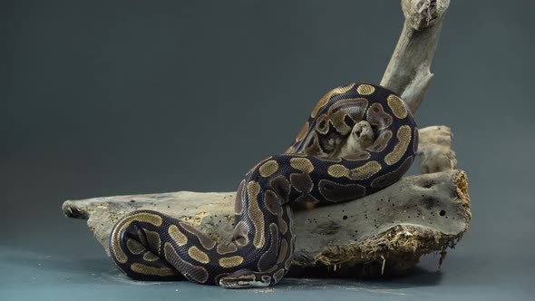 Royal Python or Python Regius on Wooden Snag at Black Background. Close Up