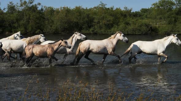 White Camargue horses in the Camargue marshlands