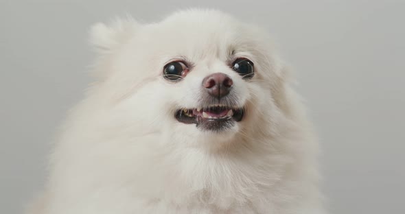 White Pomeranian Dog Bark