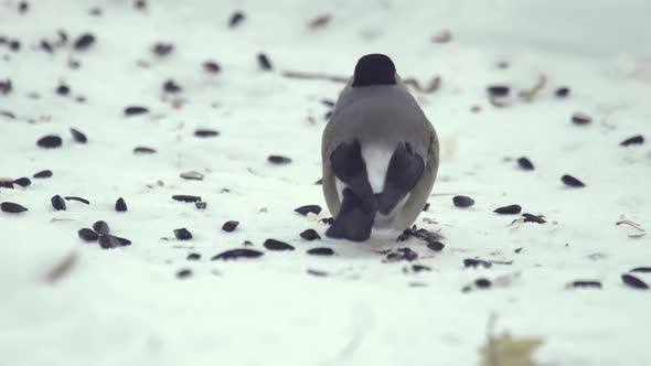 Bullfinch Eating Seeds