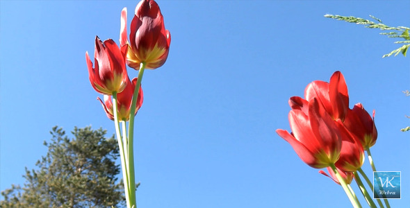 Red Flowers And Blue Sky.