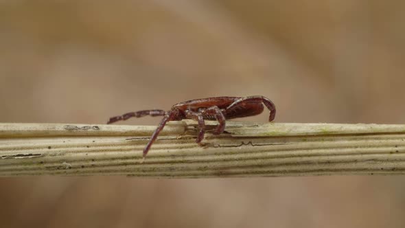 Blood-sucking Mite Creepes on the Sprig of Grass in the Forest To Find the Victim