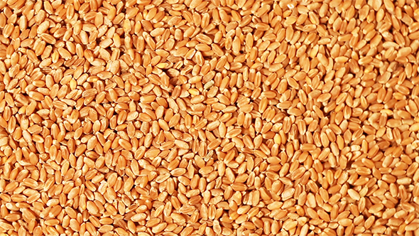 Grain of Wheat 