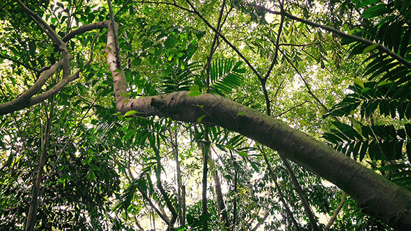 Gliding Under Many Tall Trees In Tropical Forest