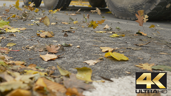 Wind Leaves On Street