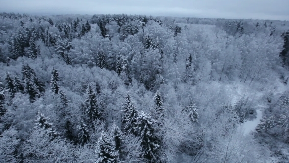 Flying Over The Winter Forest