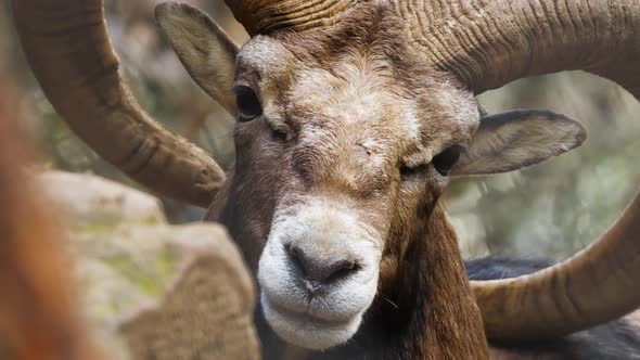 Wild Ram with Big Horns Animal in Untouched Nature Mouflon in Forest Wild Sheep Wildlife