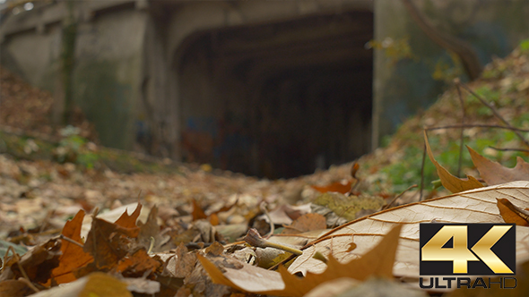 Leaves and Tunnel