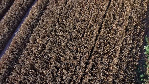 Agriculture field of wheat during golden hour, aerial drone ascend top down view