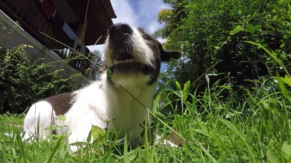Dog Snout In Green Grass In Summer Day