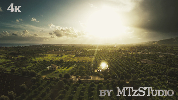 Aerial Trees Orchard