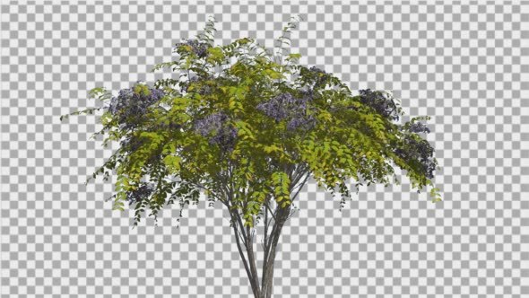 Japanese Angelica Tree Bush Blue Inflorescences alt