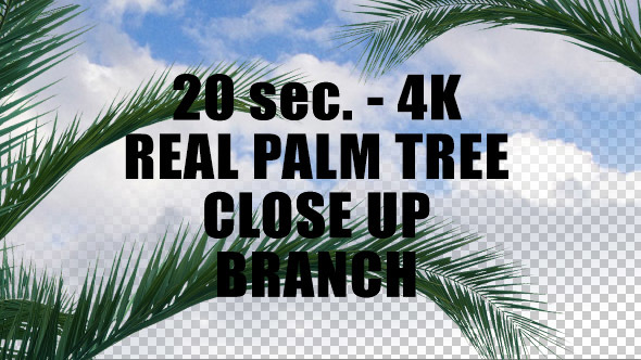 Real Palm Tree Close up Branch with Alpha Channel