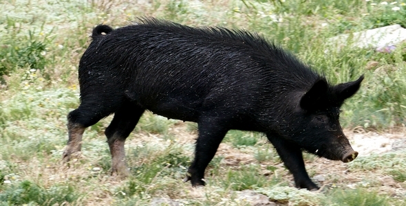 Wild Pigs 8