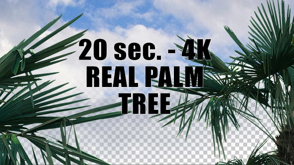 Real Palm Tree with Alpha Channel