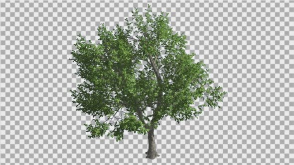 Green Ash Tree Thin Trunk Fluttering Green Leaves alt