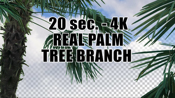 Real Palm Tree Branch with Alpha Channel