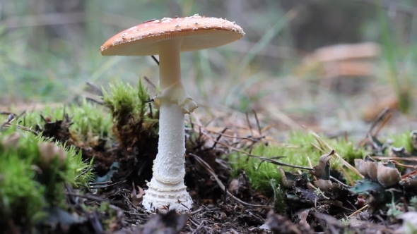 Amanita Mushroom Do Not Cut And Kicking Leg