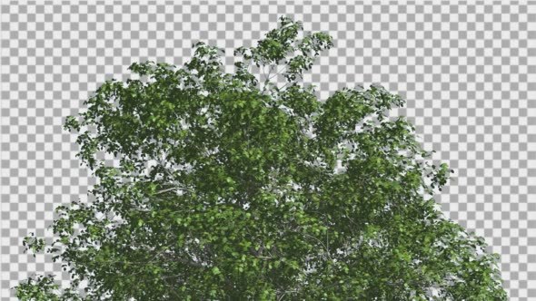 European Beech Crown Tree Green Branches Leaves alt