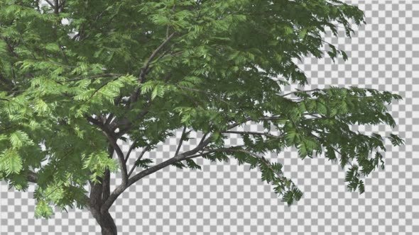 Hook-Thorn Tree Green Fluttering Leaves Swaying alt