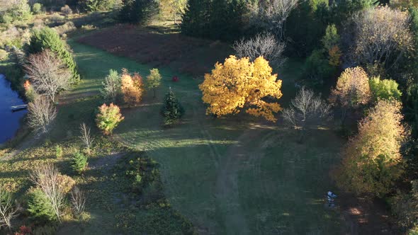 Aerial Drone Shot Flying Over Farm and Tilting Down to Track Bright Yellow Tree