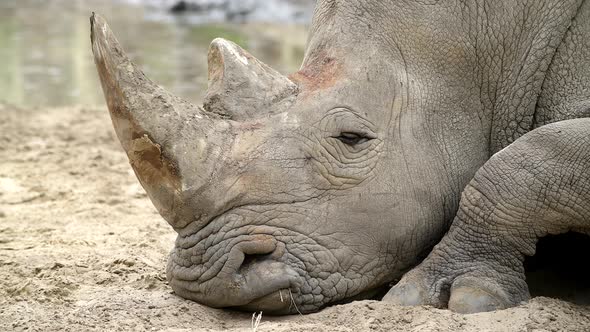 Rhinoceros Rhino Extreme Close Up Portrait Video in African Savannah During Small Rain Drops After