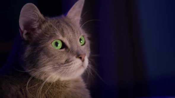 Cute Funny Grey Cat with Bright Green Eyes on Dark Background with Copy Space 8K