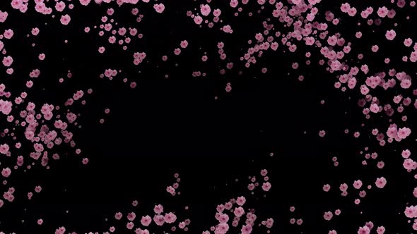 Cherry Blossom | Cherry blossom loop alt