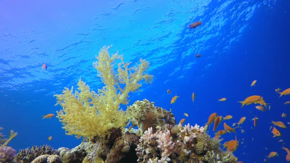 Underwater Colorful Orange Fish