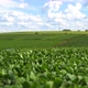 Soyfield Sunny Day - VideoHive Item for Sale