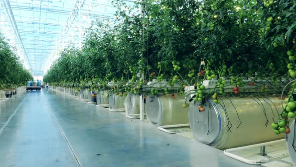 Warmhouse Aisle with Agricultural Workers Moving Afar