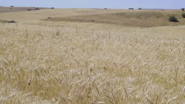 Ripe wheat ears in sunny weather