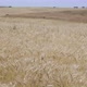 Ripe wheat ears in sunny weather - VideoHive Item for Sale