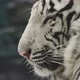 white bengal tiger head shot - VideoHive Item for Sale