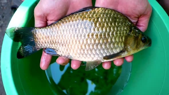 Unrecognizable Male Hands Hold a Freshly Caught Live Bass