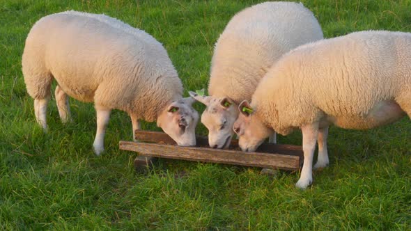 cute organic lambs eating granulated feed