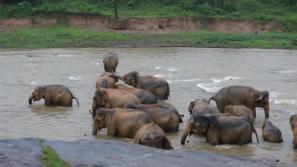 big family of Asian Elephants relaxing and bathing in river. Animal conservation