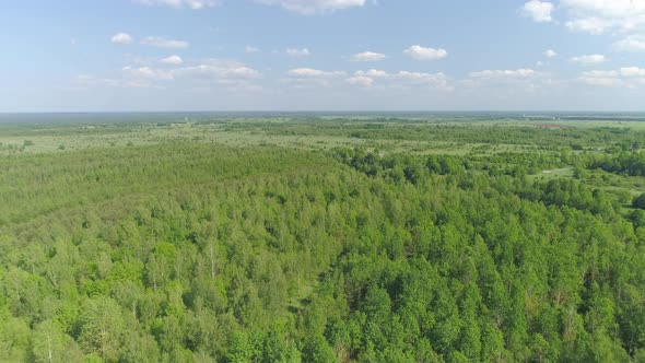 Green Forest Aerial View