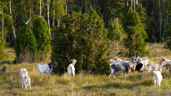 Bunch Of Goats Walking Around Bushes