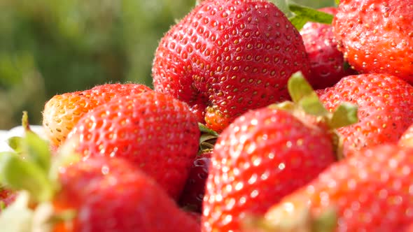 Tasty red strawberry fruit background slow tilting 4K 2160p UltraHD footage - Fragaria ananassa slow