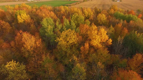 Beautiful autumn landscape with colorful trees at sunset in Canada revealing corn fields. Aerial vie