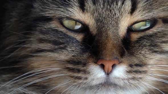 Cute Muzzle of a Tabby Domestic Cat Close Up