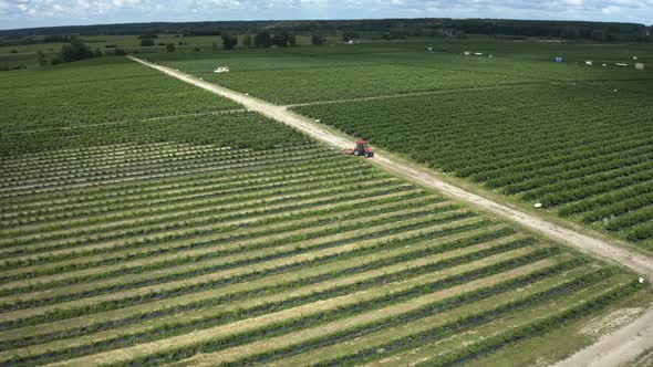 Aerial View of Tractor Rides Along Green Raws of Blueberry Field on Blueberry Plantation, Removal 
